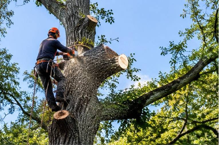 A tree climber in a helmet and harness, roped into a large hardwood, cutting a section off the trunk with a chainsaw, with cut limb ends showing where the crown has already come down. Illustrative image, not a professional we refer or a job in Lexington.