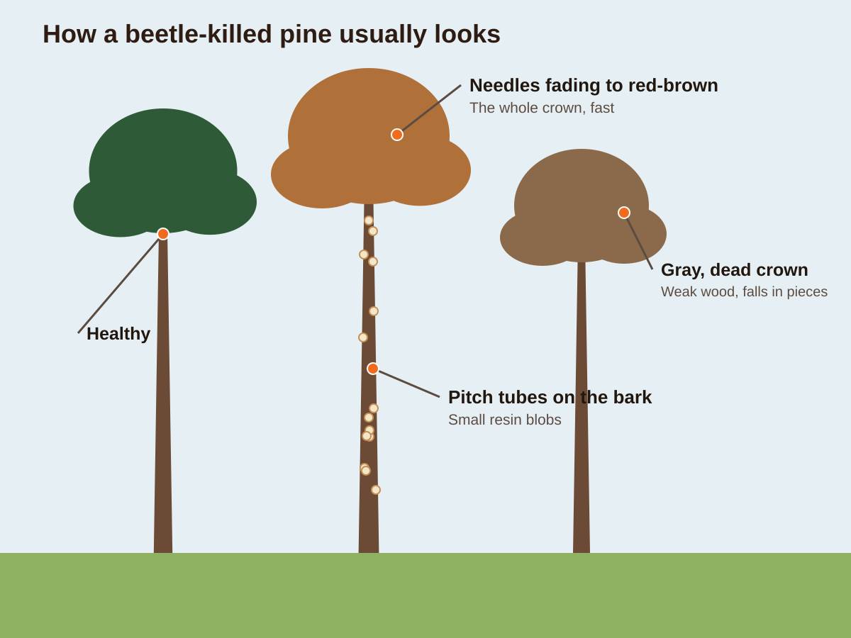 Illustration of three pines side by side: a healthy green one, one with a red-brown crown and small resin pitch tubes on the bark from a beetle attack, and one with a gray dead crown