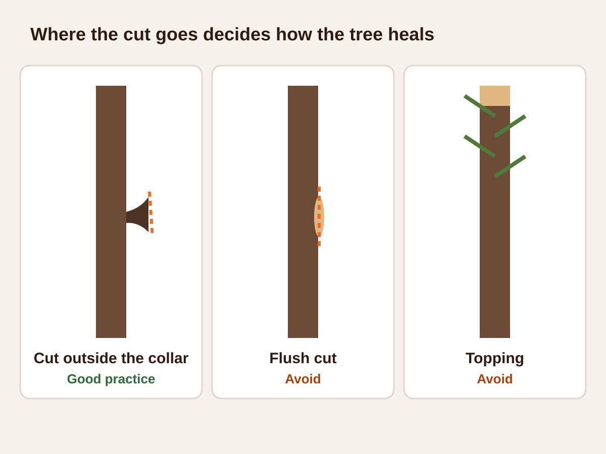 Three-panel illustration of pruning cuts: a cut just outside the branch collar marked as good practice, a flush cut against the trunk and a topped trunk with weak sprouts, both marked to avoid