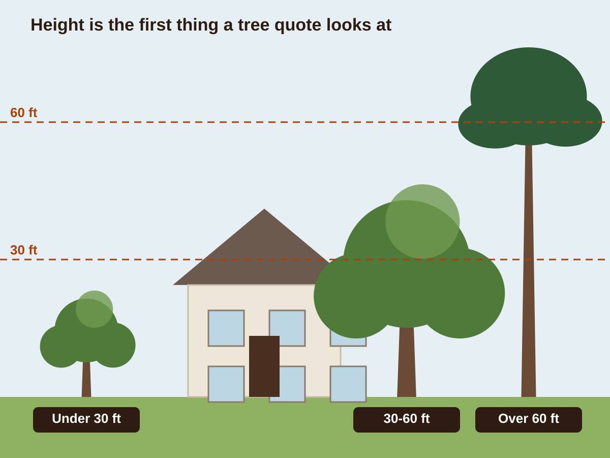 Illustration of a two-story house between three trees of different heights, with dashed lines marking 30 feet and 60 feet: a small tree under 30 feet, a 30 to 60 foot oak and a pine over 60 feet