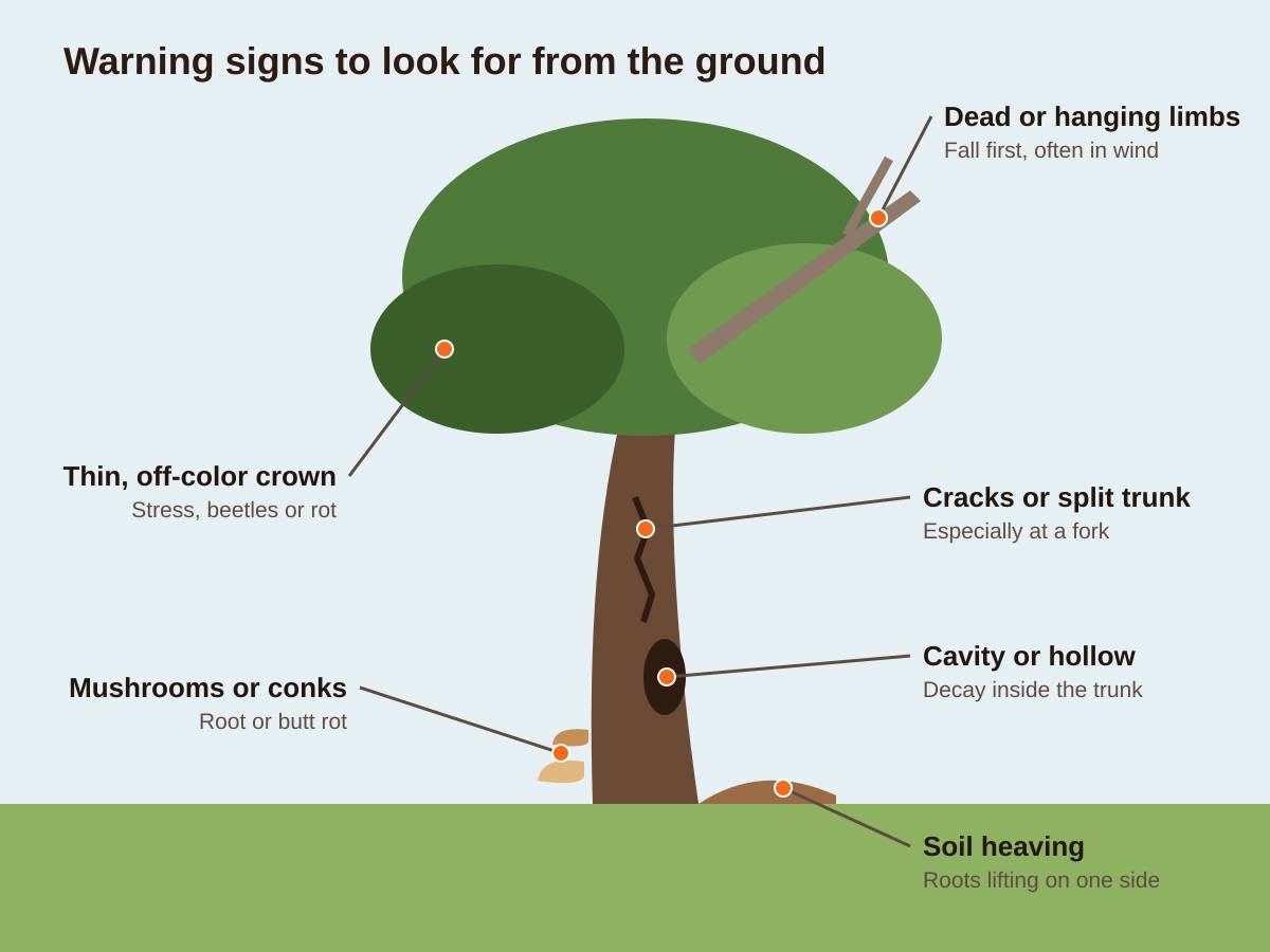Drawing of a large tree with labeled warning signs: dead hanging limbs, a thin off-color crown, a crack in the trunk, a cavity, mushrooms at the base and soil heaving on one side